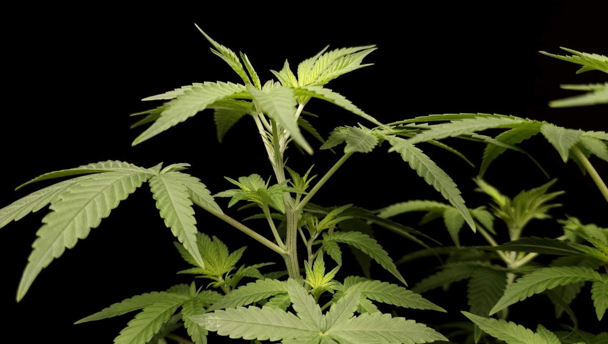 Wedding Cheesecake FF cannabis strain: transition (pre-flower) | week 7 | alternating nodes just before the start of flowering Wedding Cheesecake FF cannabis strain: transition (pre-flower) | week 7 | alternating nodes just before the start of flowering