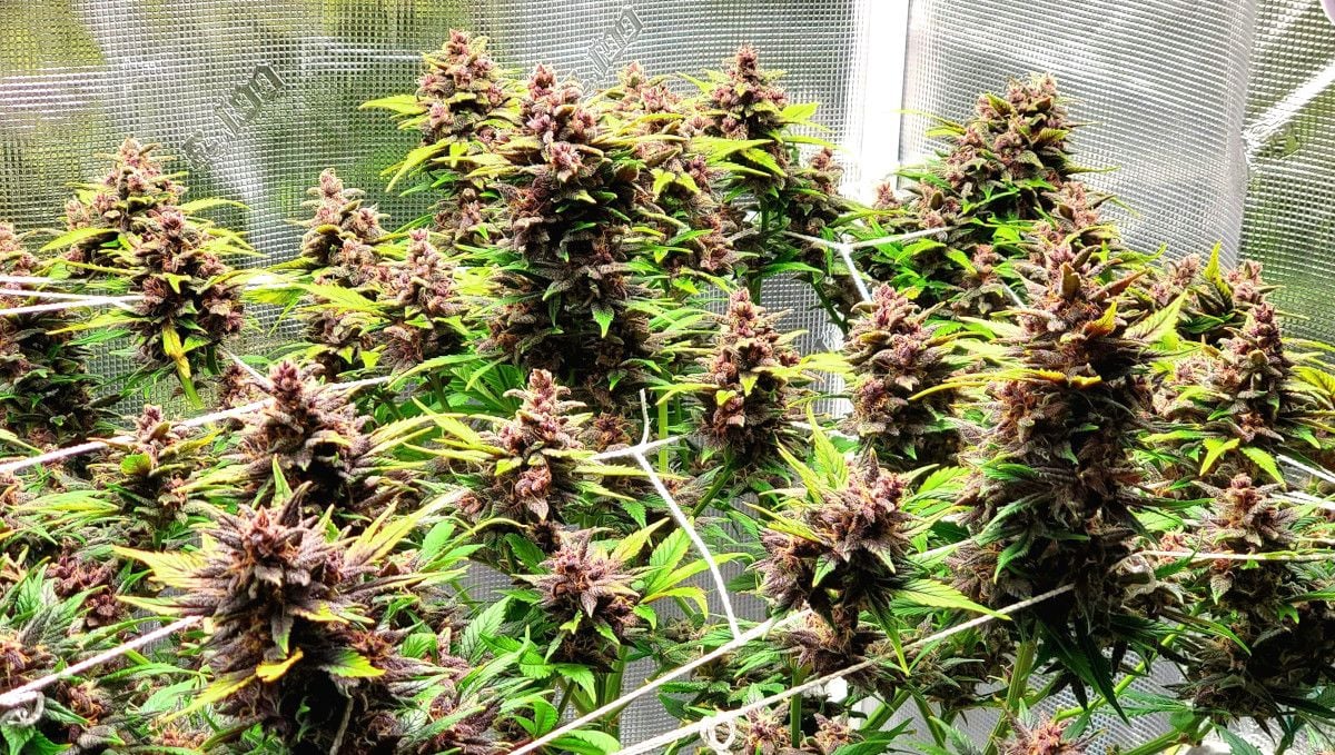 Blackberry Auto Cannabis Strain Week-by-Week Guide | Fast Buds