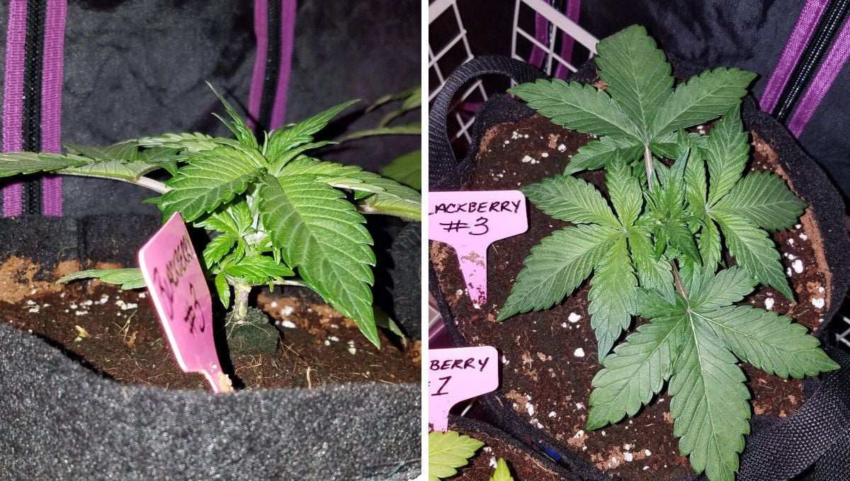 Blackberry Auto cannabis strain: early veg | week 2 | two untrained young indoor plants Blackberry Auto cannabis strain: early veg | week 2 | two untrained young indoor plants