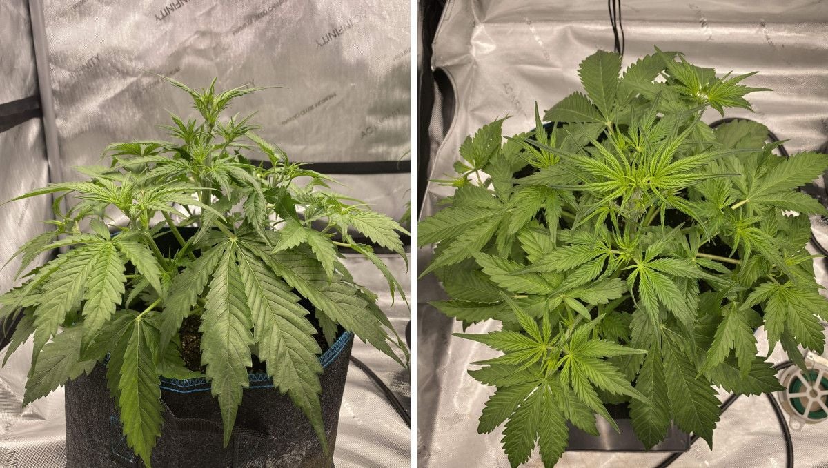 Gorilla Punch Auto cannabis strain: mid veg | weeks 3-4 | an indoor plant's progress through the vegetative stage