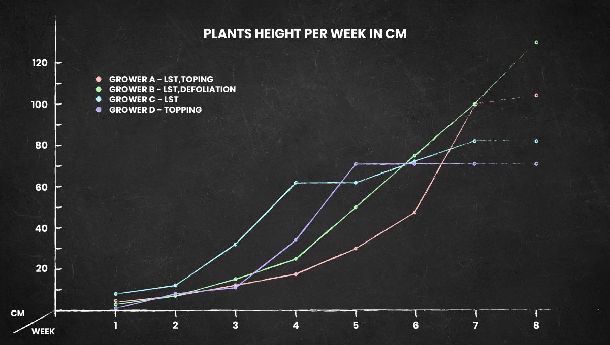 Six Shooter Auto cannabis strain: height chart for the whole life cycle