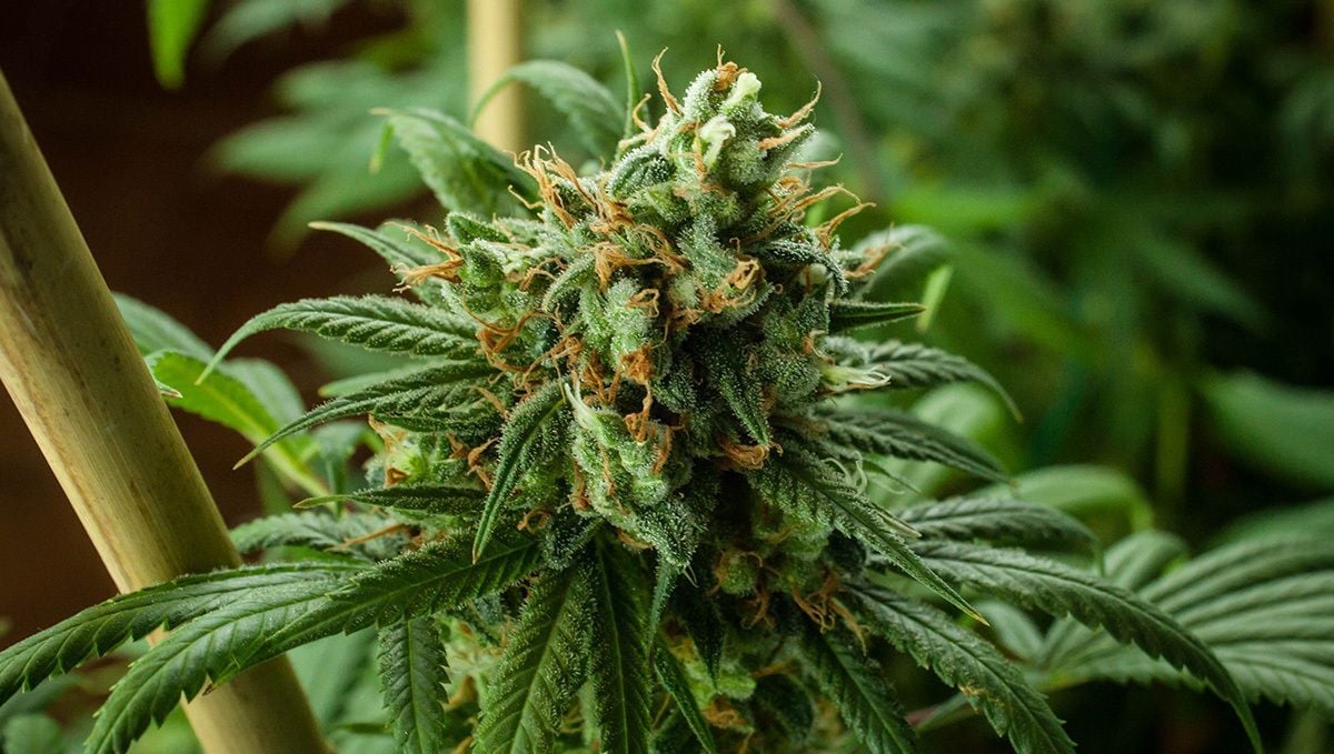 Ventajas e inconvenientes de las semillas de cannabis autoflorecientes -  Grow shop Barato