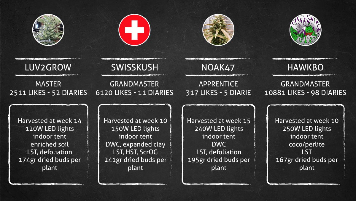 Pineapple Express Auto cannabis strain: outcome