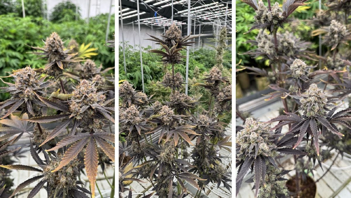 Collages3 (2).jpg bpp auto rf3