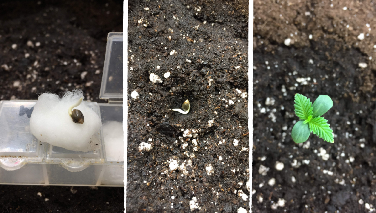 Cookies kush cannabis strain week-by-week guide: germination and seedling stage | week 1