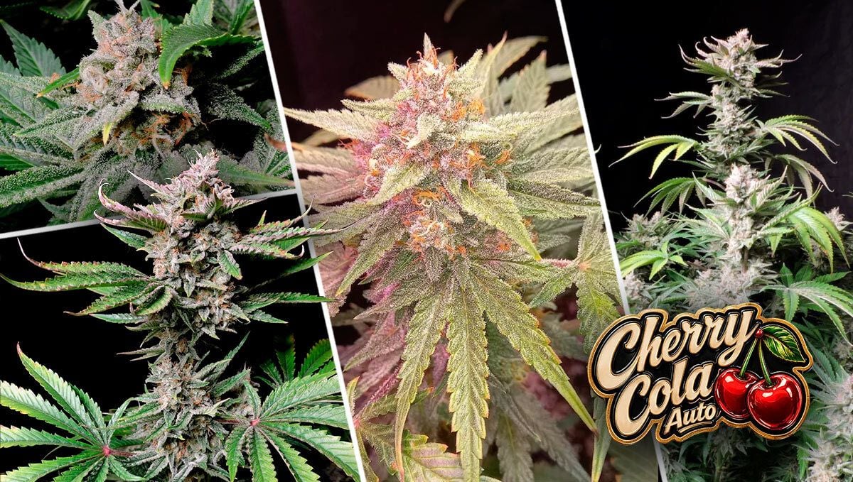 Cherry Cola Auto