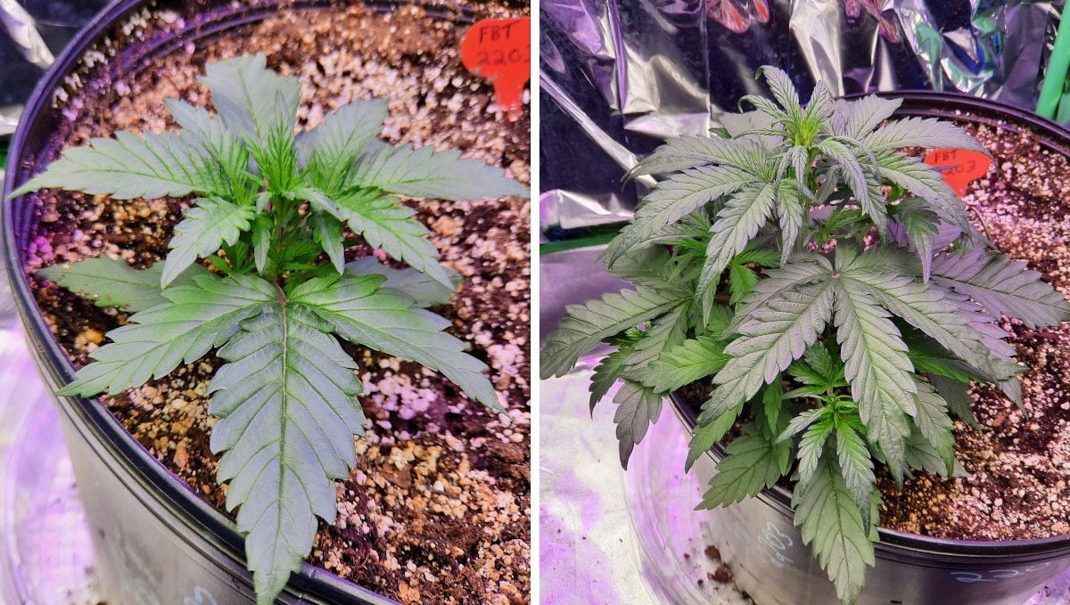 Strawberry Gorilla Auto Cannabissorte: Mittlere Wachstumsphase | Wochen 3-4 | Eine Cannabispflanze in der vegetativen Phase im Indoor-Anbau.