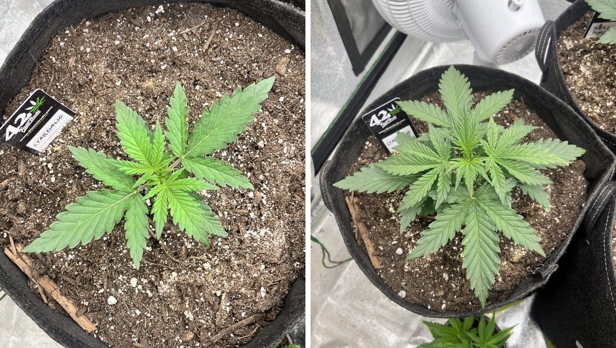 Stardawg Auto cannabis strain: mid veg | week 3 Stardawg Auto cannabis strain: mid veg | week 3