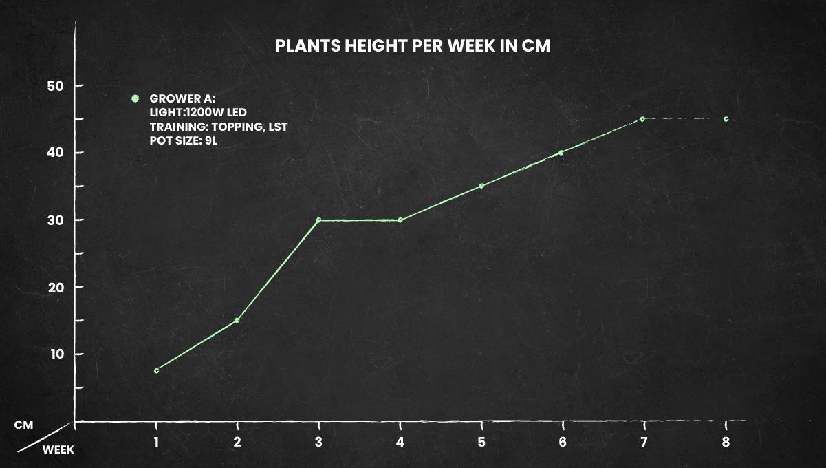 Tangie Auto Cannabis Strain height chart