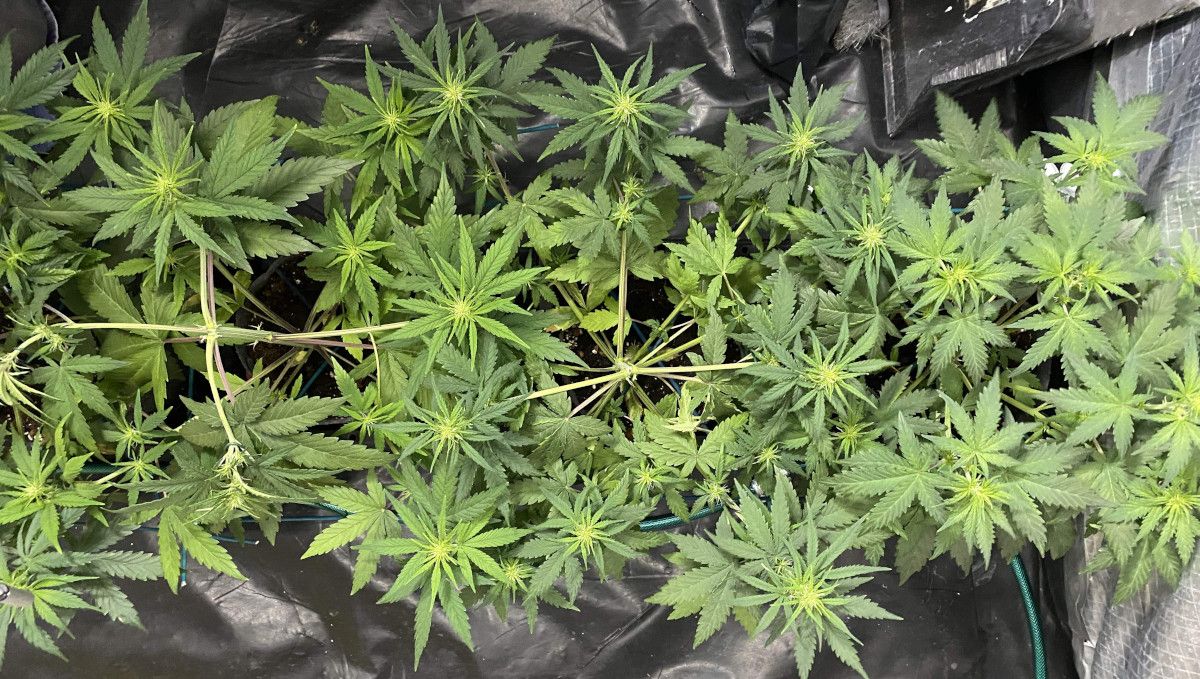 Tangie Auto cannabis strain: transition (pre-flower) | week 5