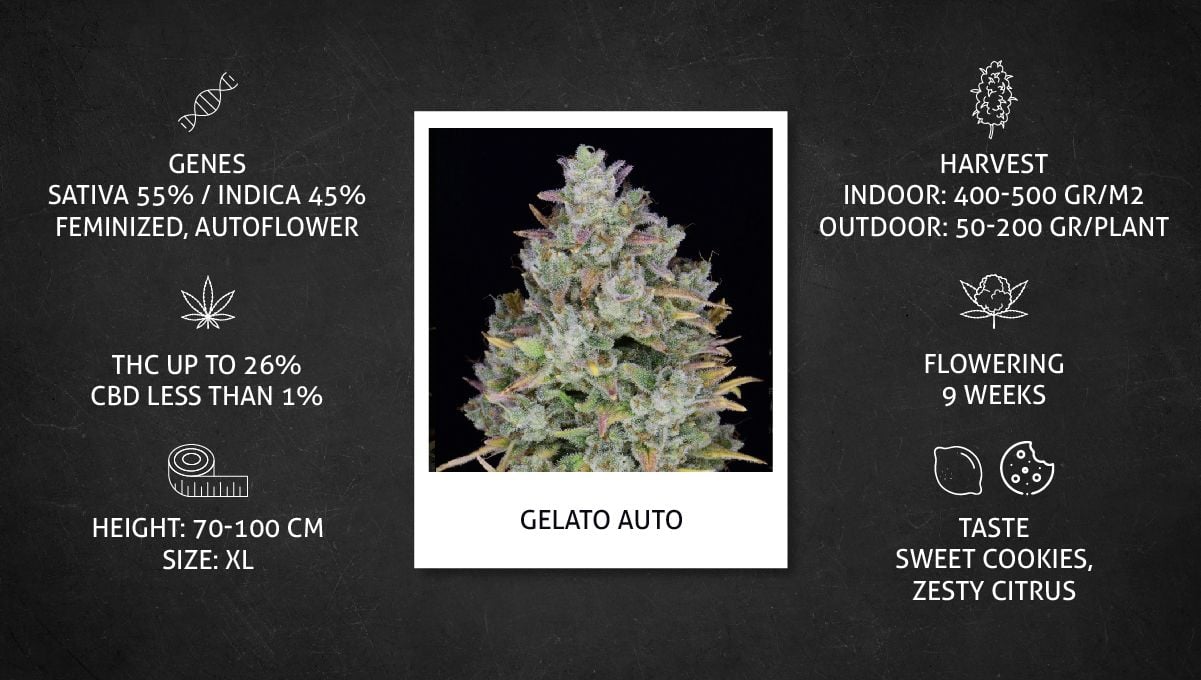 Gelato Auto Cannabis Strain Week-by-Week Guide: Growing specs Gelato Auto Cannabis Strain Week-by-Week Guide: Growing specs