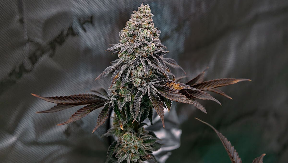 Biscotti Gelato 