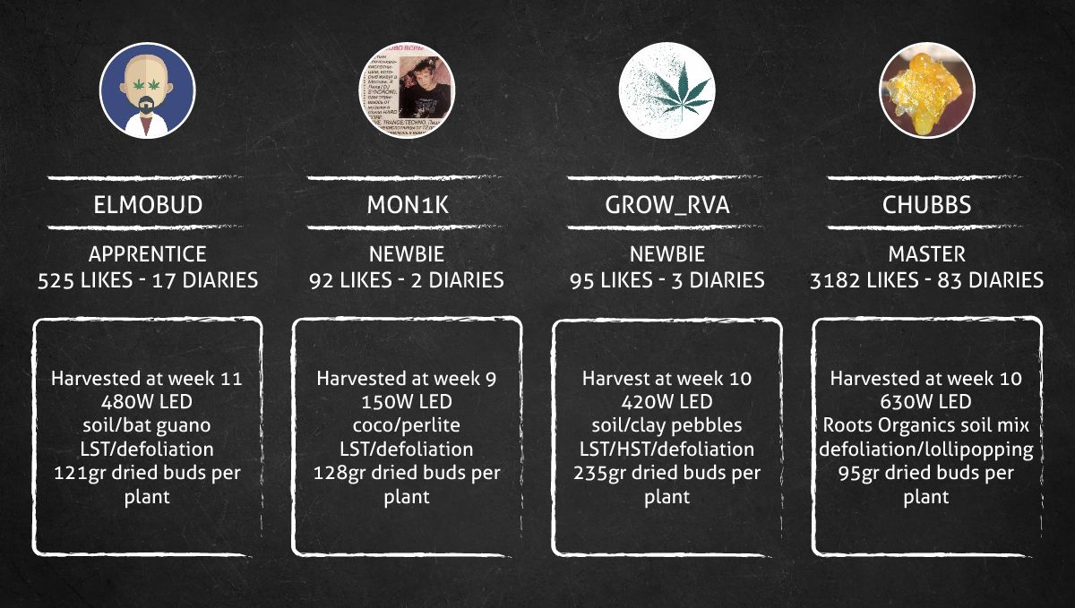 Gorilla Punch Auto Cannabis Strain WeekbyWeek Guide Fast Buds