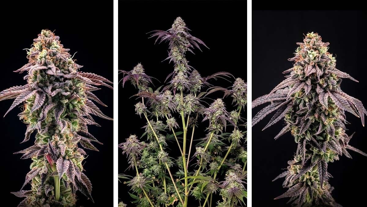 Biscotti Gelato ponovo na lageru