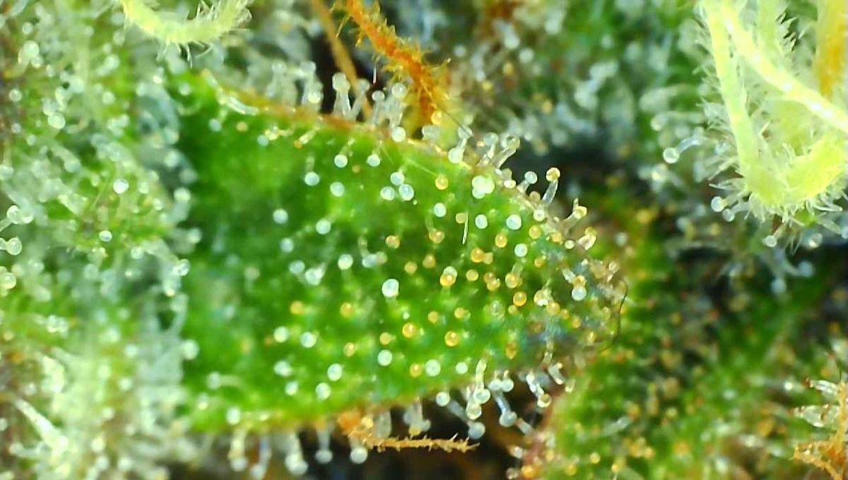 Skywalker OG Auto cannabis strain: ripening and harvest | weeks 10 | a macro shot of trim leaves and pistils covered by cloudy trichomes with some amber ones to boot 