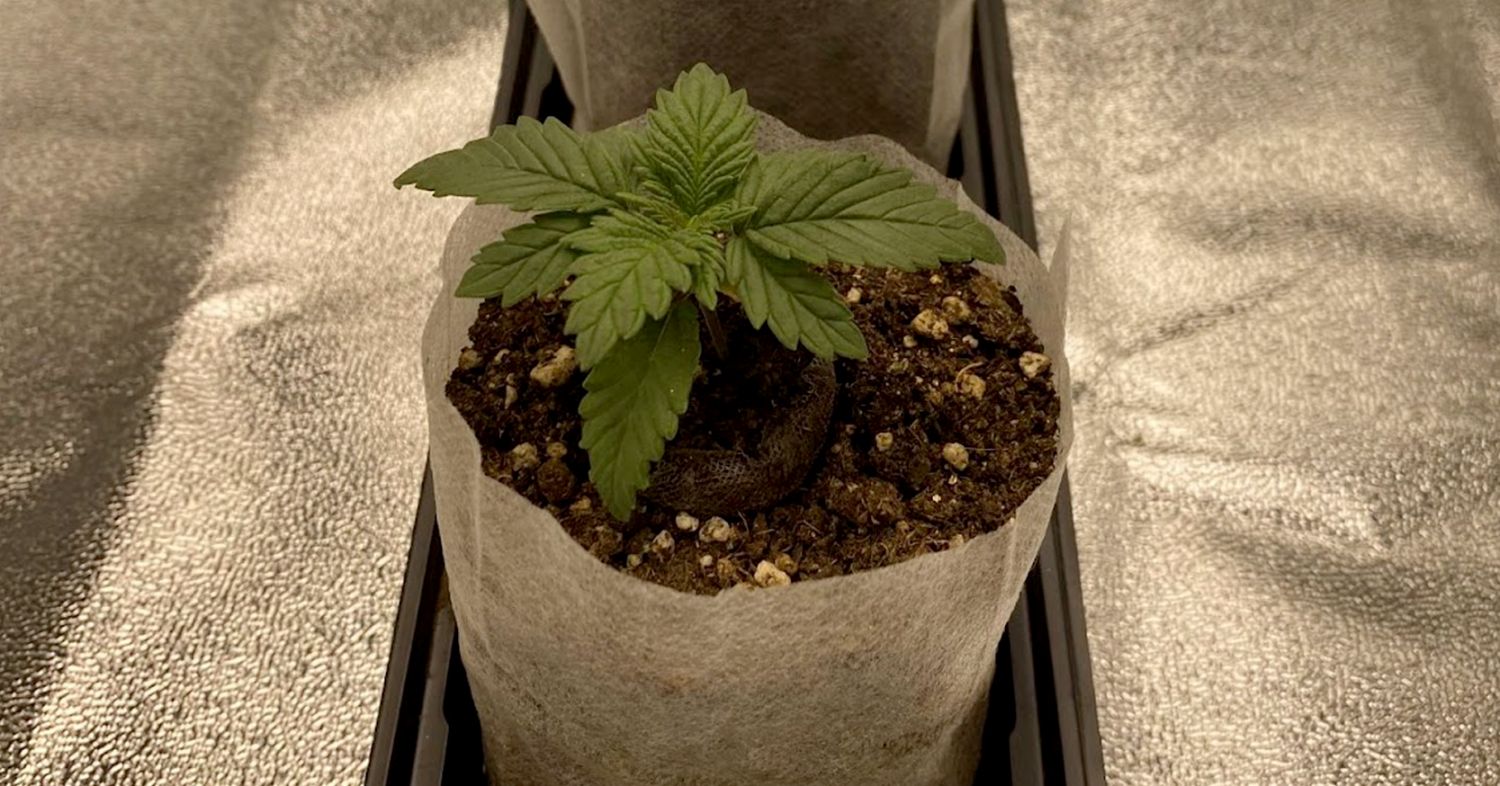 Power plant cannabis week-by-week guide: vegetative week 1
