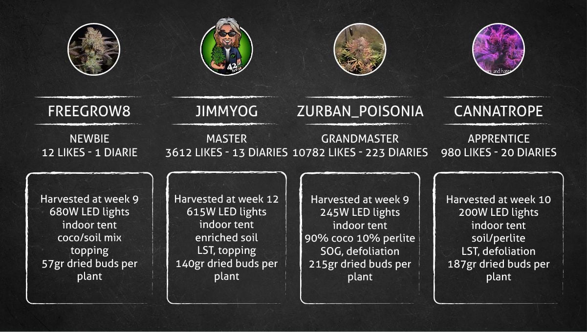 Strawberry Gorilla Auto Cannabissorte: Ergebnis
