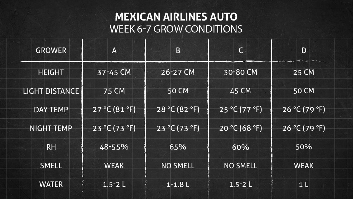 Mexican Airlines Auto cannabis strain: weeks 6-7 grow conditions