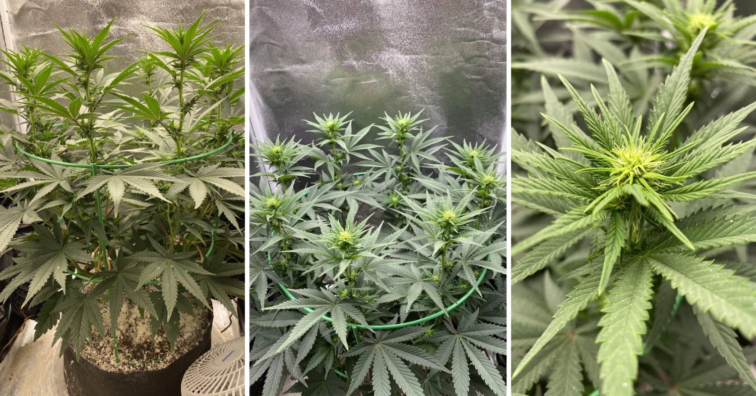 Power plant cannabis week-by-week guide: flowering stage week 5 and 6