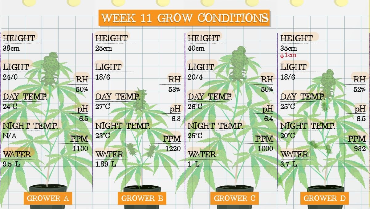 Gelato Auto Cannabis Strain Week-by-Week Guide: Grow conditions in week 11