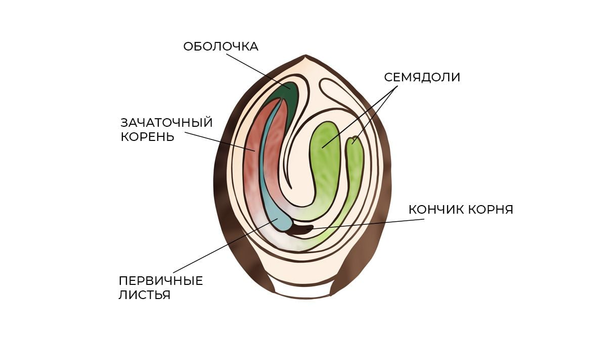 Гид по проращиванию семян автоцветов - Автоцветущие семена каннабиса Fast  Buds