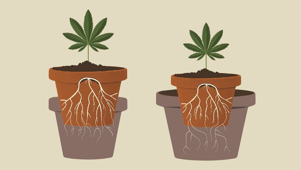 Transplanting Cannabis: A drawing showing how an old pot can be placed into or on top of the new one