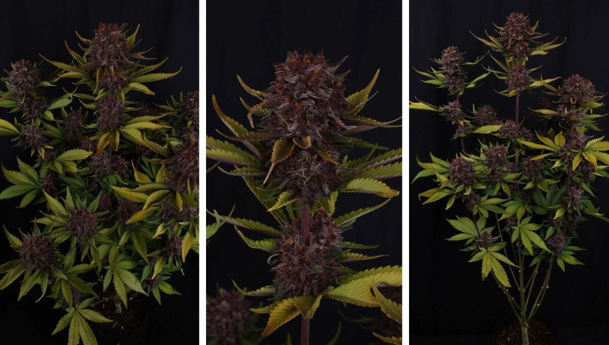 purple lemondade auto rf3