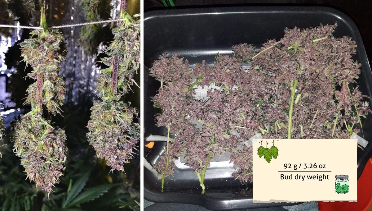 LSD-25 Auto cannabis strain outcome: two purple buds hung to dry and wet-trimmed branches on a tray