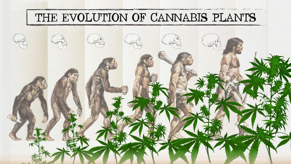 Cannabis breeding: the evolution of cannabis plants