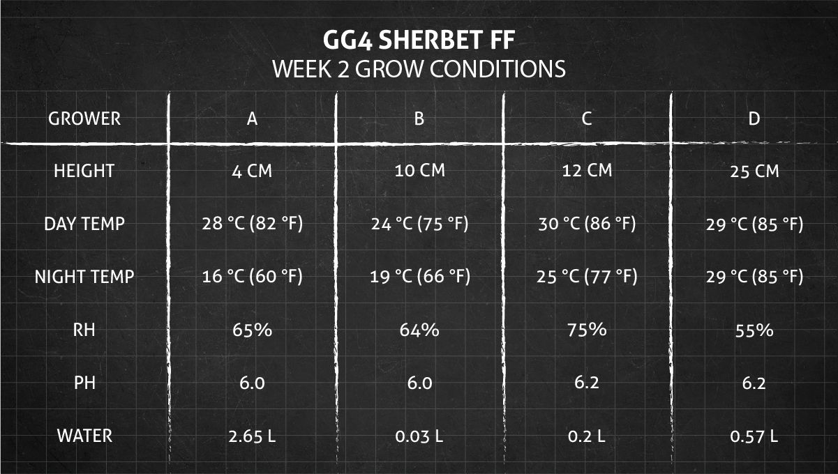 GG4 Sherbet FF cannabis strain: week 2 grow conditions