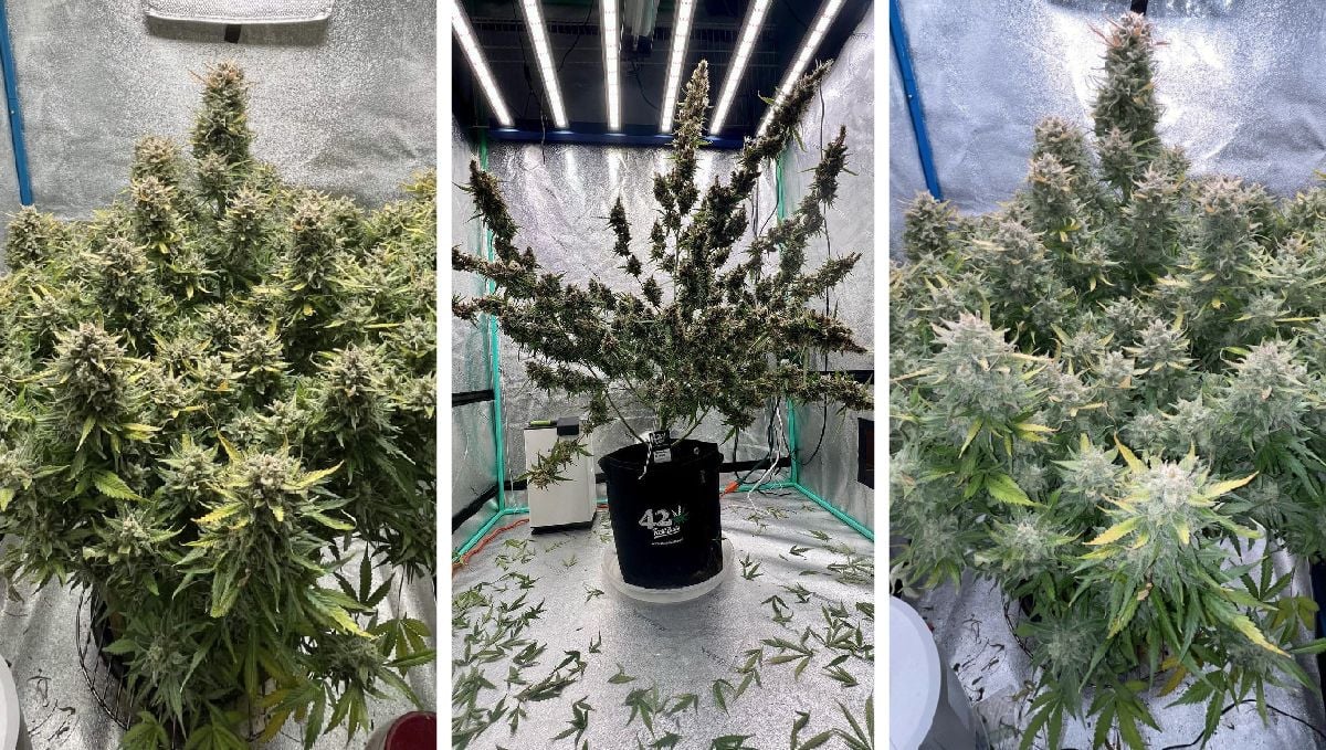 Amnesia Zkittles Auto mature plant pics