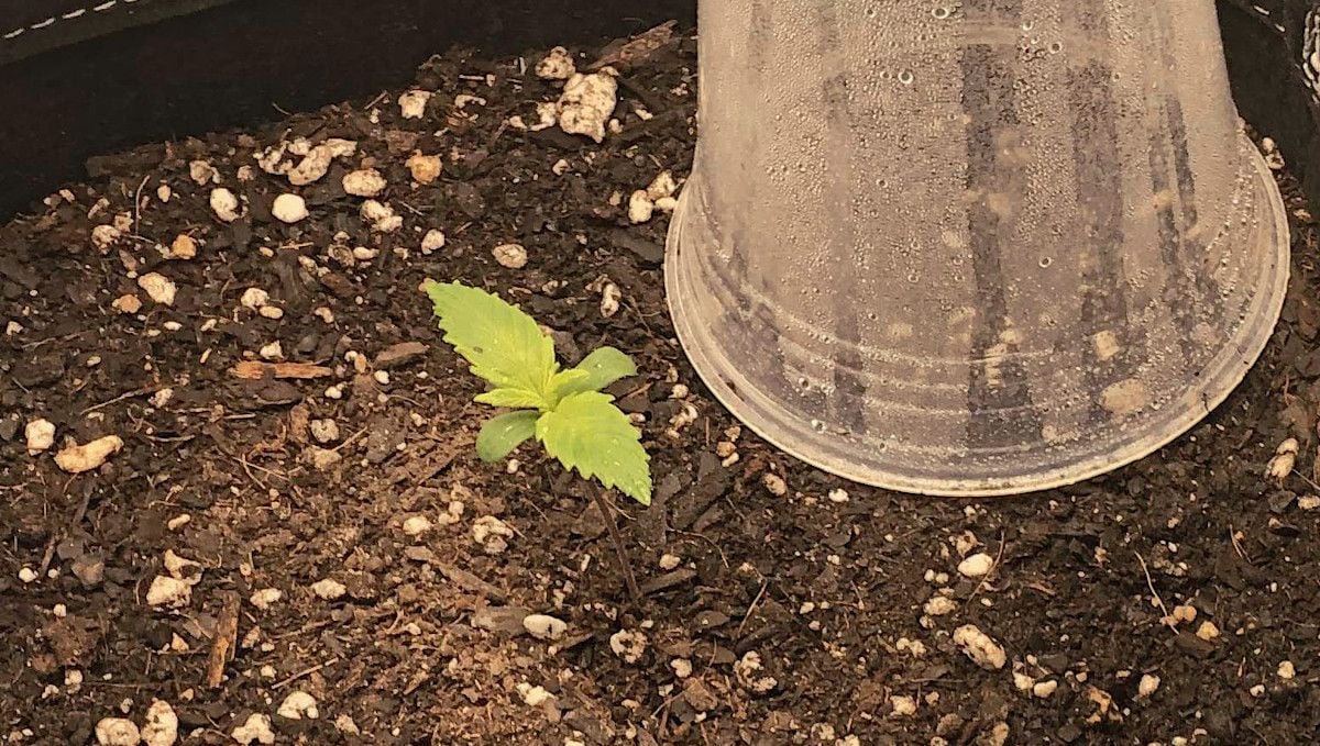 LSD-25 Auto cannabis strain: germination and seedling stage | week 1 | a seedling and a transparent solo cup that is used as a humidity dome