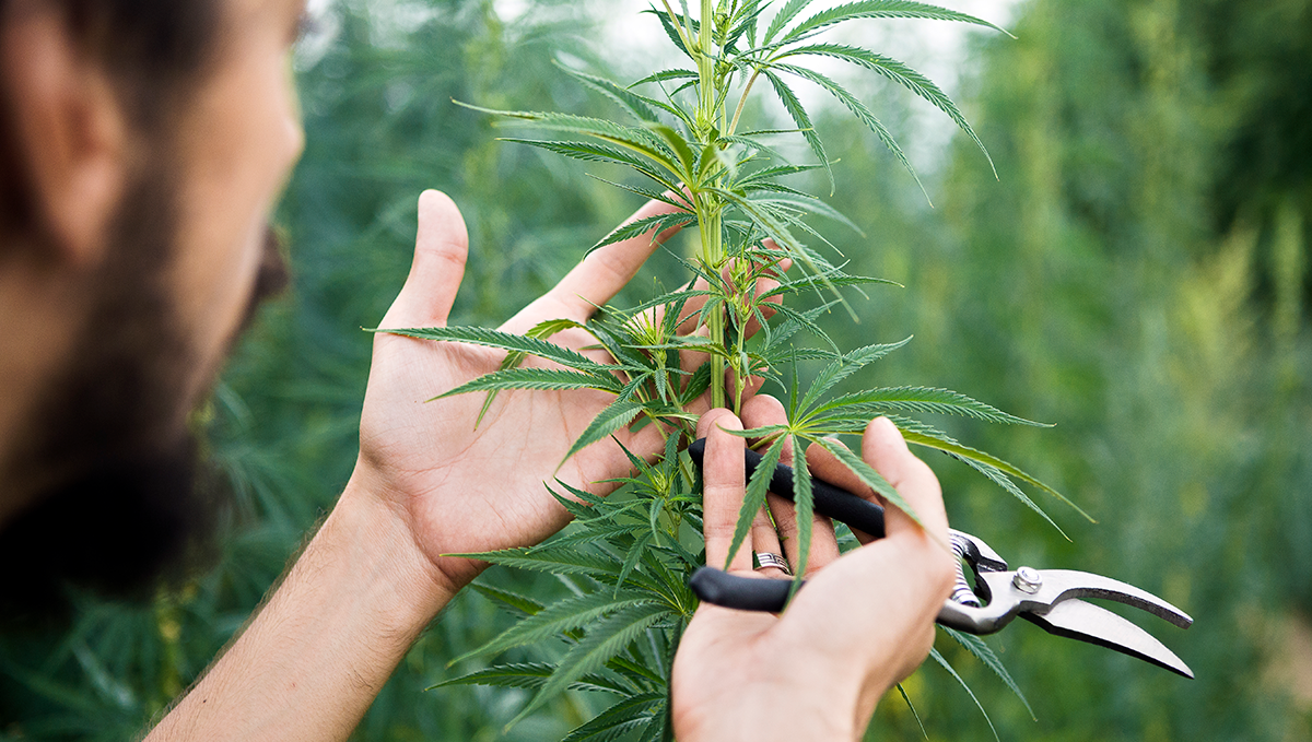 Weed in china: medicinal cannabis in china