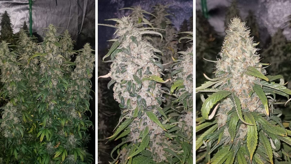 Gorilla Cookies FF Cannabis Strain Week-by-Week Guide | Fast Buds