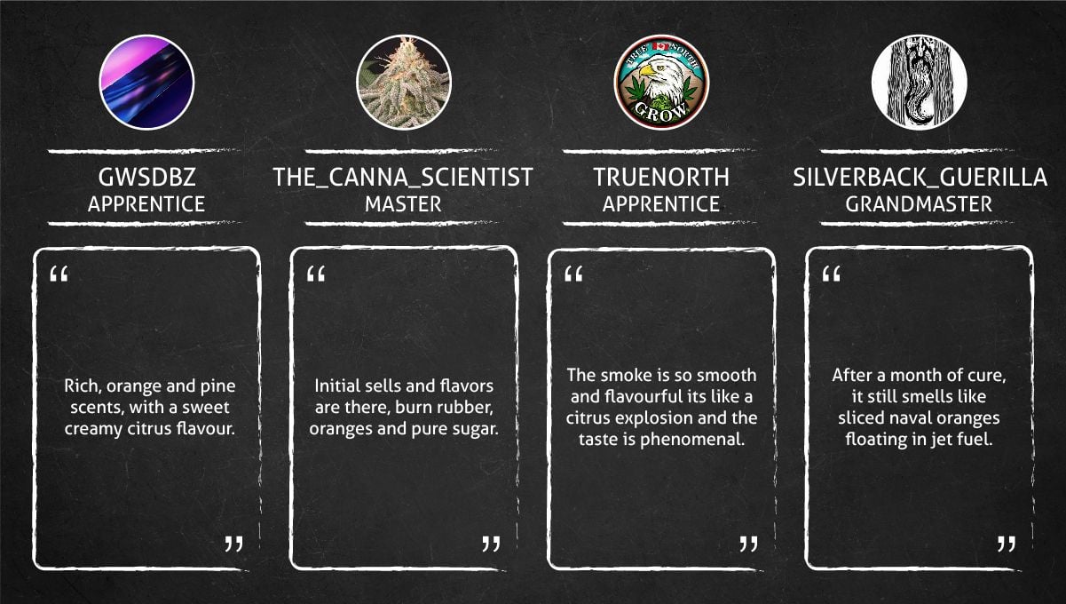 Orange Sherbet Auto Cannabis Strain Week-by-Week Guide: What growers have to say about smell, taste and effect