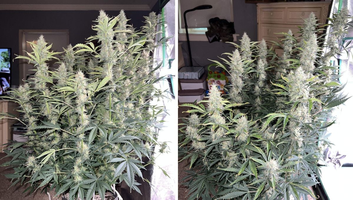 Amnesia Z Auto cannabis strain: mid flower (bulk phase) | weeks 8-9 | a tall, stretchy, and very resinous autoflower