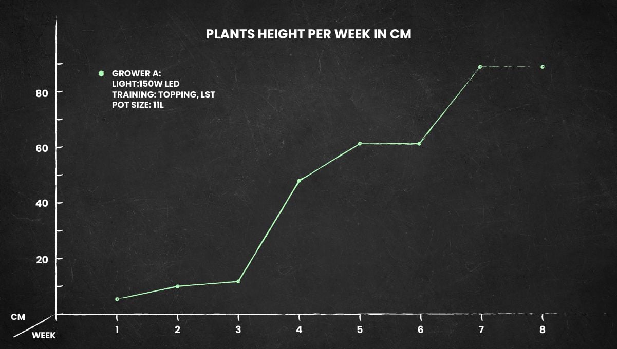Big Bud Auto cannabis strain: height chart