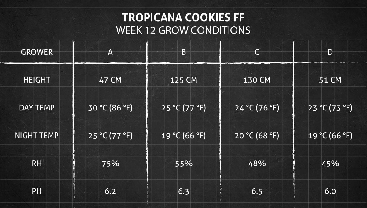 Tropicana Cookies FF cannabis strain: week 12 grow conditions