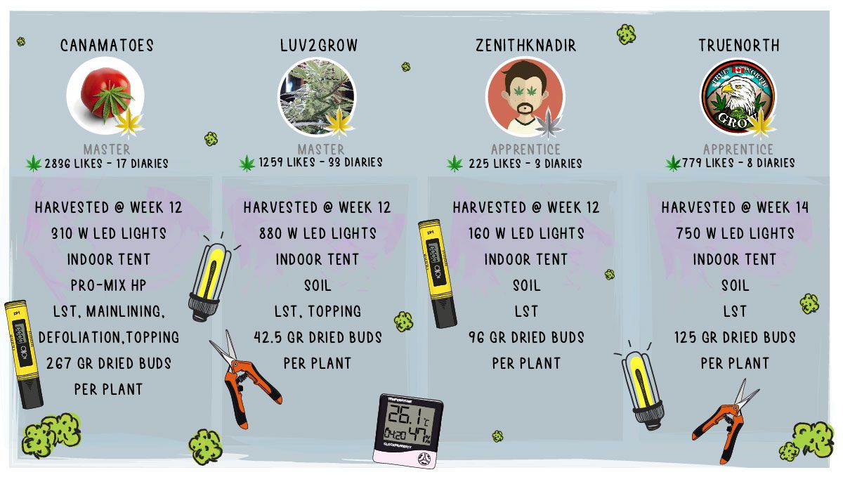 Gelato Auto Cannabis Strain Week-by-Week Guide: Setup specs and outcome