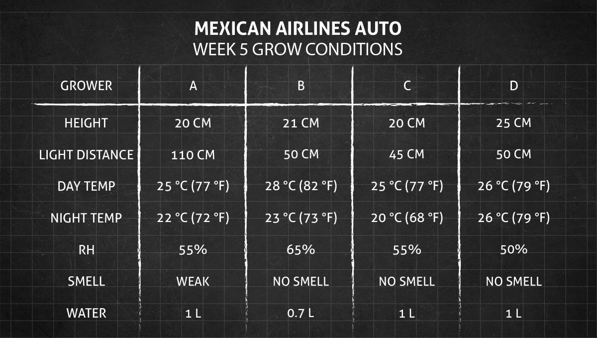 Mexican Airlines Auto cannabis strain: week 5 grow conditions