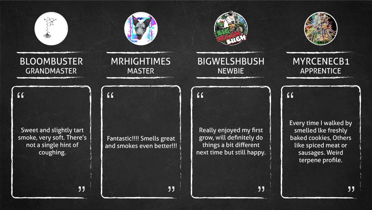 Gorilla Cookies Auto Cannabis Strain Week-by-Week Guide: Growers review the smoke