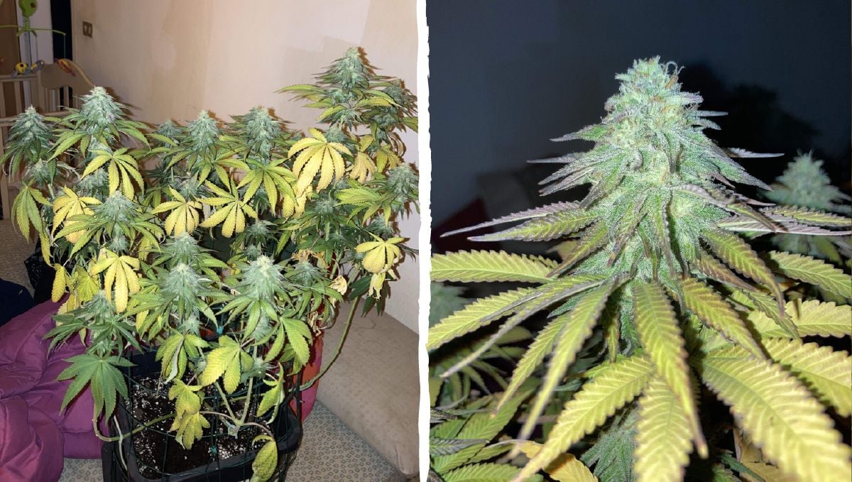 Dos-si-dos cannabis strain week-by-week guide: flowering stage week 7 and 8