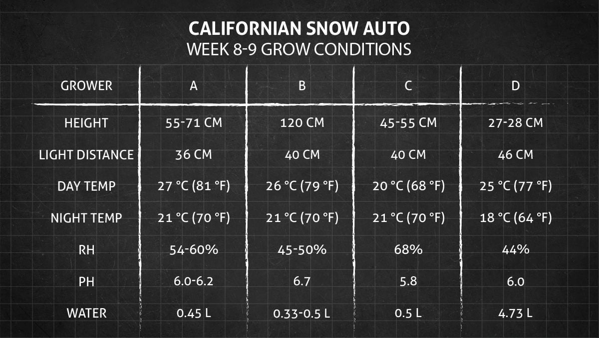 Californian Snow Auto cannabis strain: weeks 8-9 grow conditions
