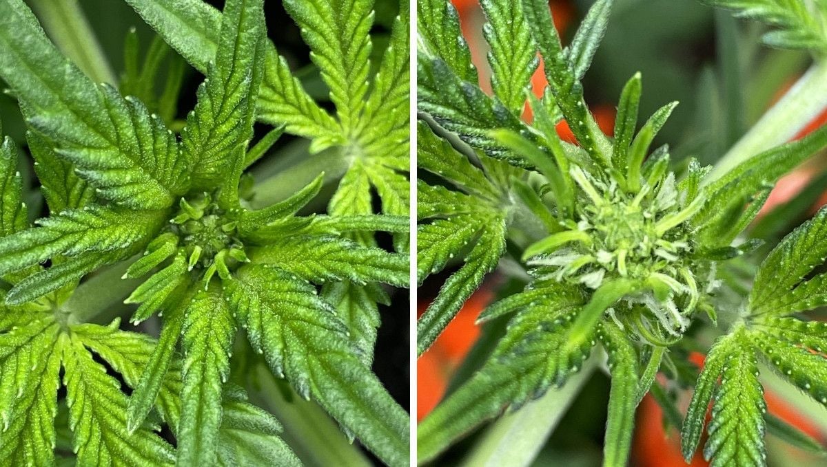 Cherry Cola Auto cannabis strain: transition (pre-flower) | week 5 | future buds on tops