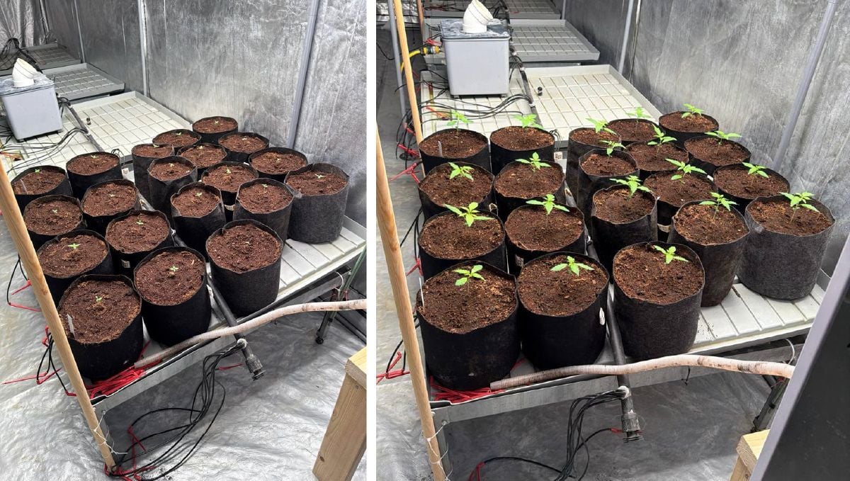 1 week difference