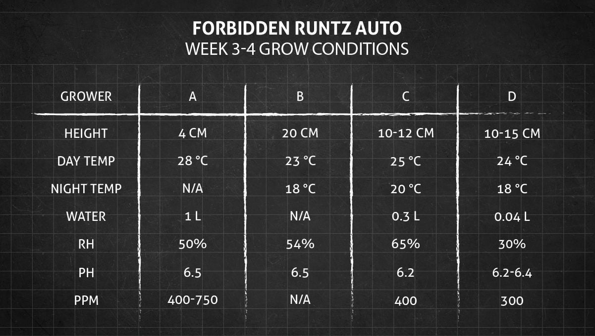 Forbidden Runtz Auto Cannabis Strain Week-by-Week Guide: Weeks 3-4 grow conditions