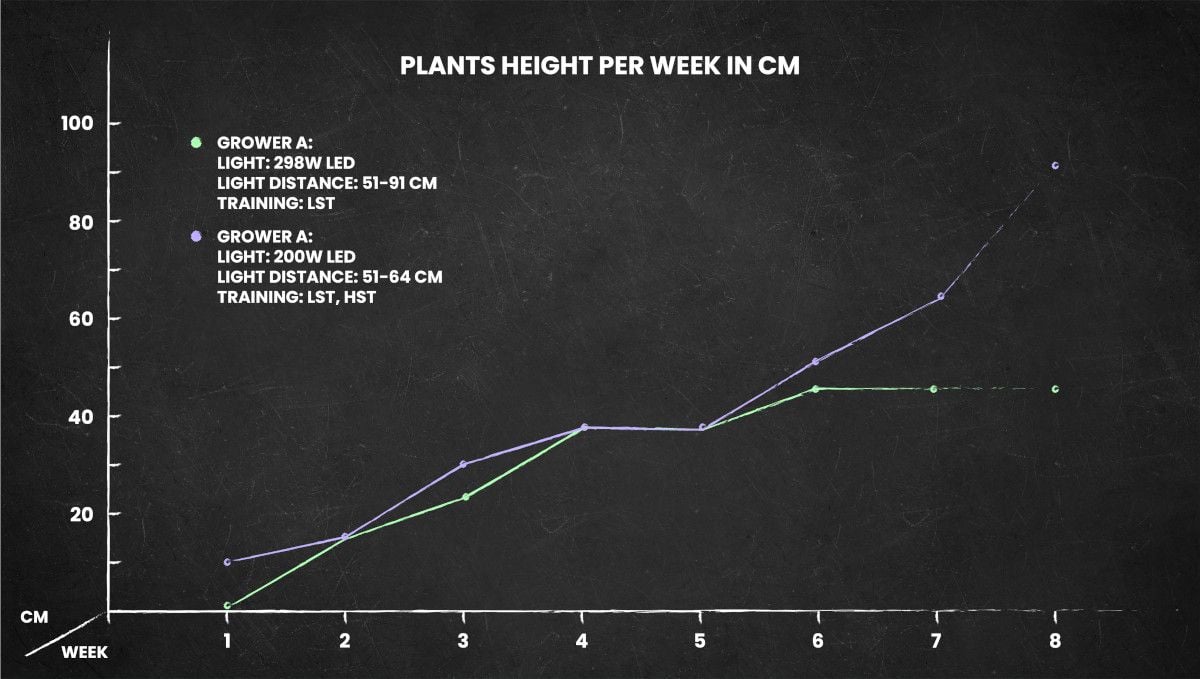 Watermelon Z Auto cannabis strain: height chart for the whole life cycle