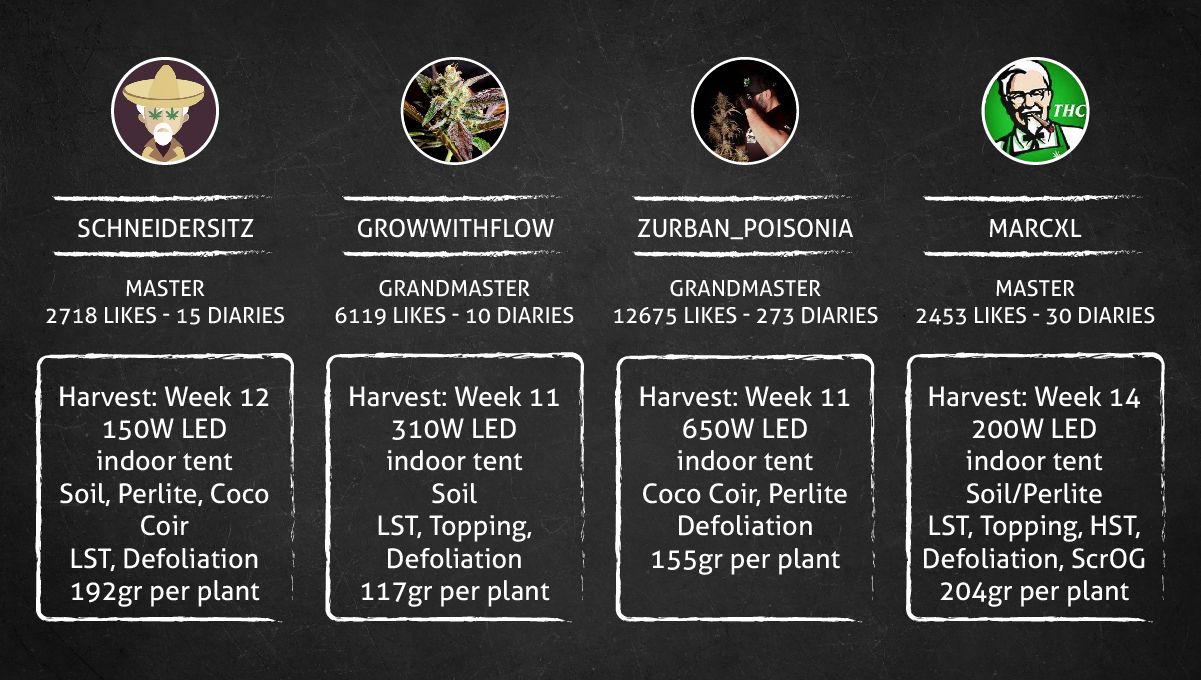 Orange Sherbet FF cannabis strain: outcome