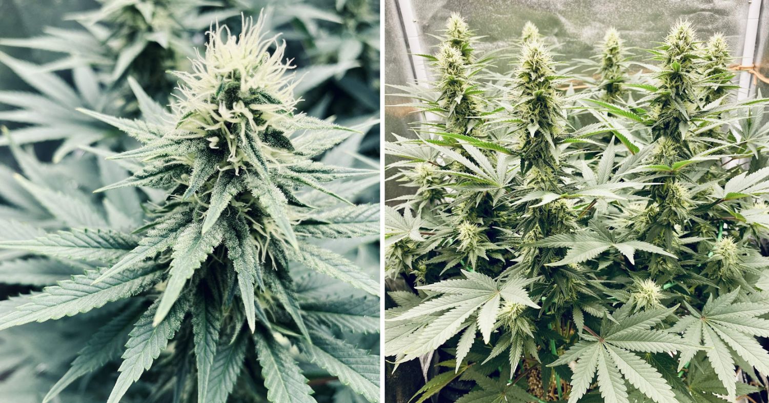 Power plant cannabis week-by-week guide: flowering stage week 7 and 8