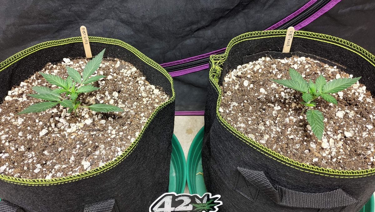Purple Punch Auto Cannabis Strain Week-by-Week Guide: Two healthy 2-week-old autoflowers in fabric pots